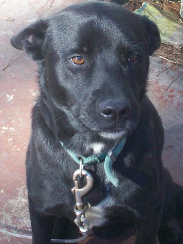 Our dog Buddy - Buddy was a mut. But the best dog we ever had. A half lab and half pit. He loved the children more than anything.