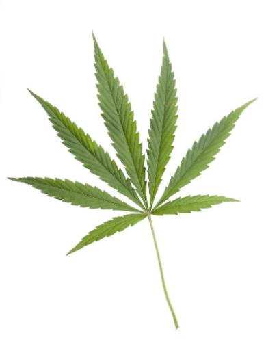 pot - getting pot for your son.