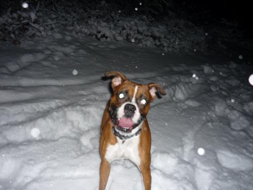 Bandit the Boxer :D - My year old Boxer playing in his first snowstorm out in the woods :D