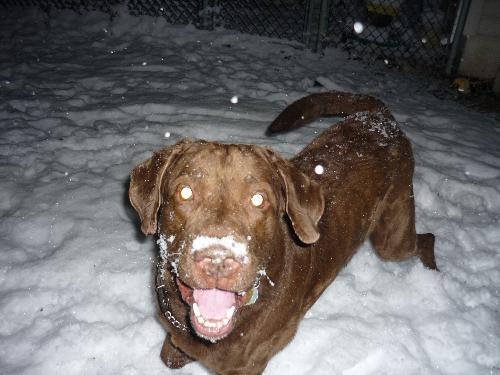 Cadence in the snow