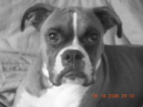My cute boxer Bandit - He has such a cute little face :D