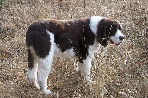 Buddy - This is my beautiful Springer Buddy!!!