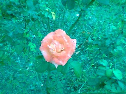 Flower - A rose is so beautiful that one has to admire it.