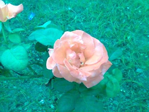 Roses - This is the season of roses in any parks in Delhi.