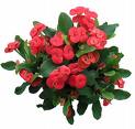 euphorbia - euphorbia belongs to the largest family of plants called the succulent, sometimes known as spurges.
