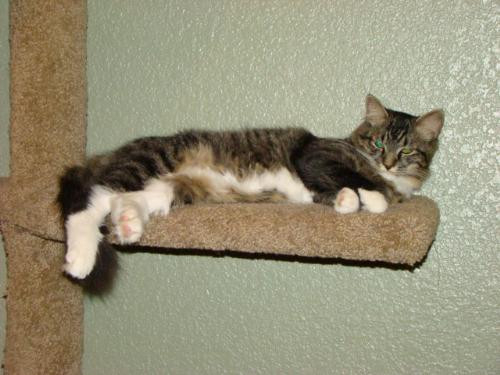 Mia formerly Sox - sent by her new adoptive mom