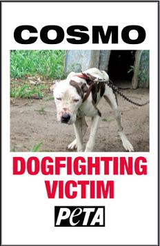 This dog had been thrown by vick to fighting pit b - Get active and save this dog