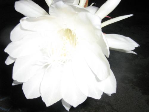 brahma kamalam  - this flower named as 'BRAHMA KAMALAM'. This flower's speciality is it will blossom once in 12 years. It will blossom between 9PM to 12.00 AM only. It is best possible representation of White.