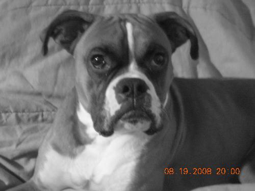 Bandit