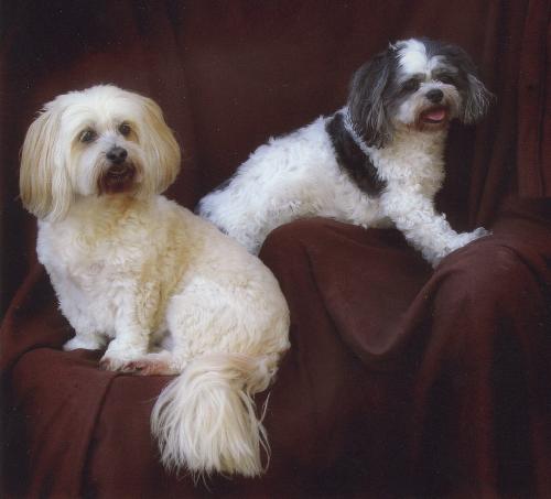 My dogs - These are my dogs. Penny (the cream one) is s 12 year old Lhasa Apso. Poppy (back and white) is 9, and a Shih Tzu.