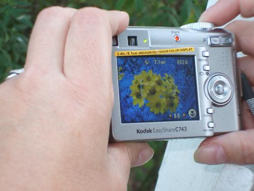 Through the camera lens - This is a photo of me taking a close up picture of some flowers. My husband was being silly and took a picture of me taking a picture! It was taken in Cambria, California at a lodge we stayed at there on vacation in January of 2008. They had their own gardens that you could walk through. It was beautiful & a lot of fun.