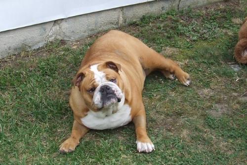my cousin's bulldog, Champ - ain't he cute???