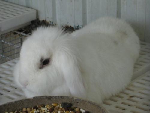 Rabbit - My friends' rabbit, very cute and as white as snow