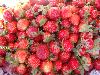 strawberries - for discussion strawberries - for discussion