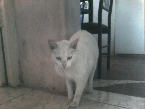 cat - Please put the white cat in my mylot profile.