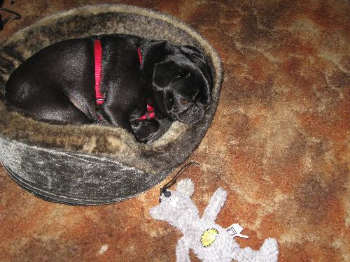 Piglet - Our Pug, Piglet