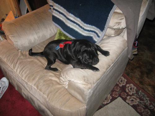Chillin' Pug - Picture of our Pug Piglet after a hard day at play