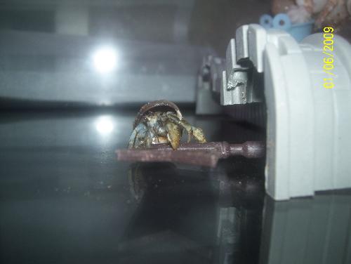 My newest hermit crab, Thor - This is him ontop of the castle in his tank, ontop of the flag, my son took the picture so it is sideways, but I cant believe he climbed up there and in the matter of no time!