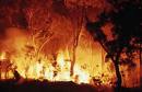 bushfire - burning trees