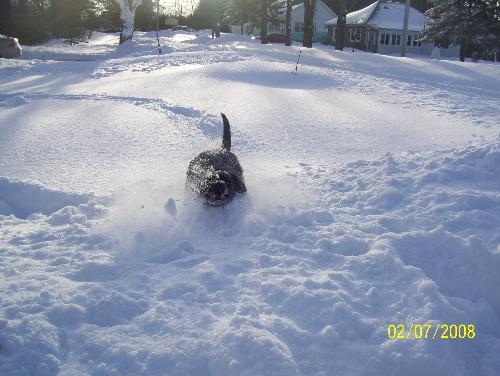Running through the snow - This is a picture of my dog running through the snow, she has so much fun playing outside with us no matter the weather!