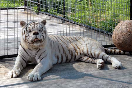white tiger - white tiger awesome