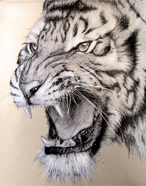 white tiger - white tiger ferocious