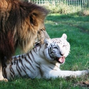 white tiger - white tiger awesome