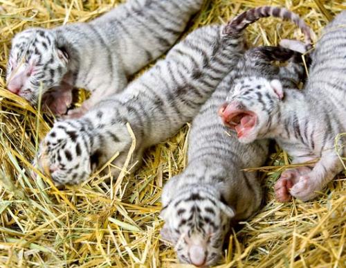 white tiger - white tiger babies