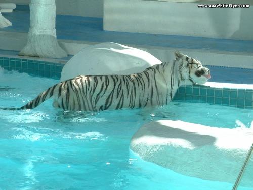 white tiger - white tiger awesome
