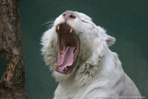 white tiger - white tigers are awesome