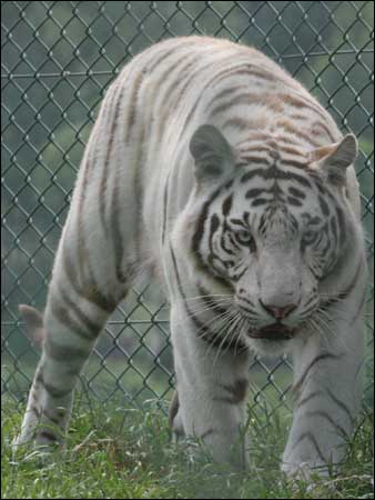 white - white tiger awesome