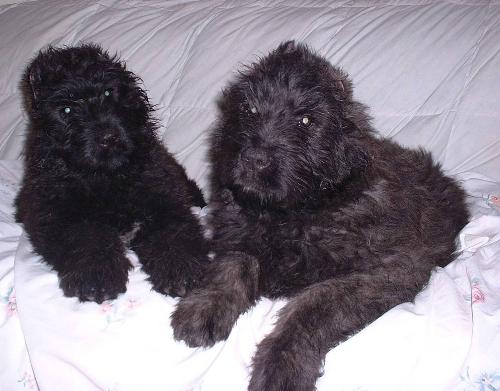 my dogs , asia3 , couplefix , cropedbb - asia 3 is my puppy... couplefix is my male and female, croped is more puppies