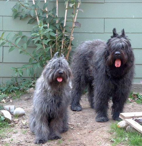 my male right, my female - dogs on a hill
