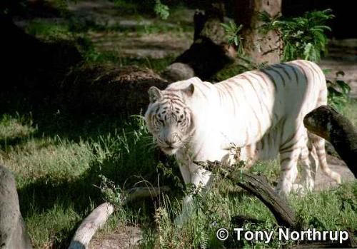 white tiger - white tiger awesome