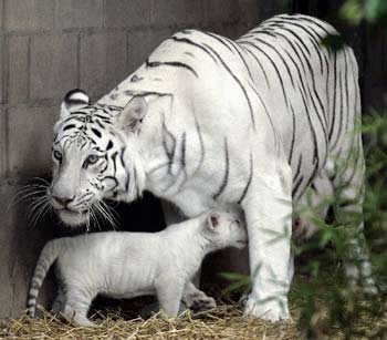 white tiger - white tiger awesome