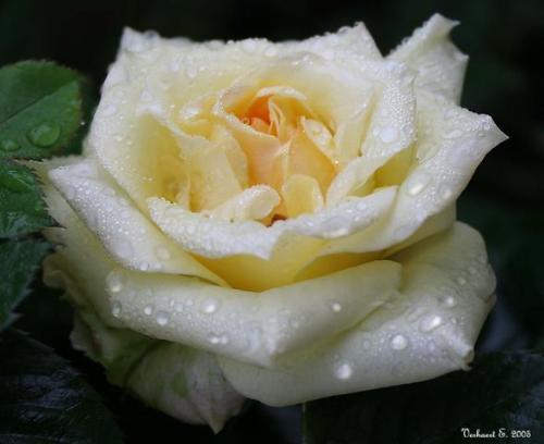 Rose flower - Rose flower a symble of luv and frndship