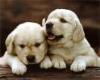 dog lover - i am a dog lover. i used to have a dog. his name is chico but now he's gone and i miss him so much........