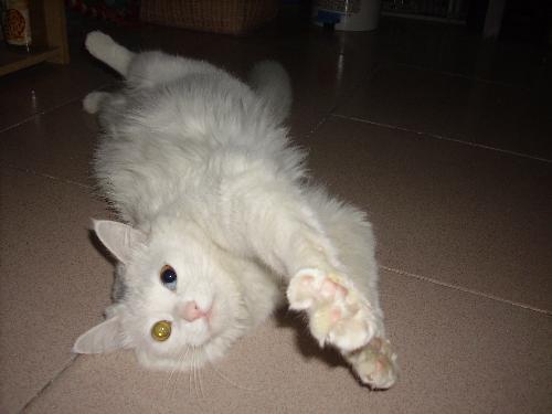 my cat - my cat, is she beautiful
