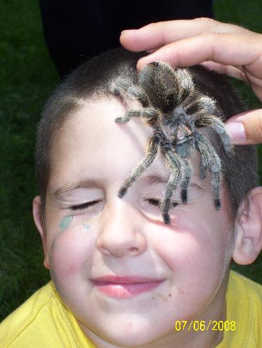 He IS SO BRAVE - This is my son at his 6th b-day party with a taranculla on his face, i have a phobia of spiders and could never do this, not even if i didnt. This picture creeps me out, but look hes smiling he thinks it&#039;s so cool lol.