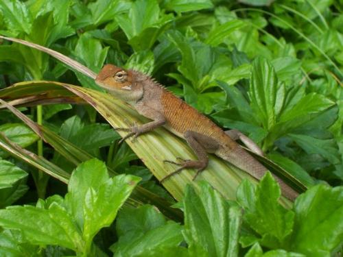 Lizard - A lizard sitting on a leaf in Thailand - Ko Angthong National Park