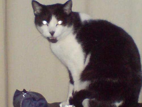 My cat looks evil - This is Wilde one of my cats. I think in this pic he looks evil, kind of like a vampire cat lol.
