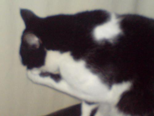 Wilde cleaning himself - I love the way Wilde and all cats groom themselves.