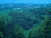 Nature - I captured this at the top of a large hill near where I live after enjoying the view.