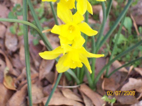yellow flower - it is january and these flowers are supposed to bloom in spring here. but the weather is so messed up that i guess they think it is spring ha. i love these flowers
