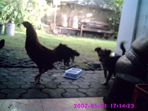 my pets - this my dog and my chicken.they are very funny.