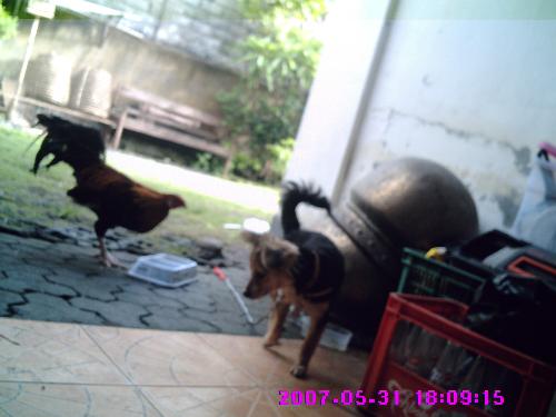 hiding - my chicken eats my dog food. my dog can't fight him.