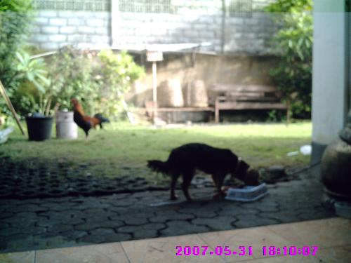 eat - my dog eats her food meanwhile my chicken watching her.