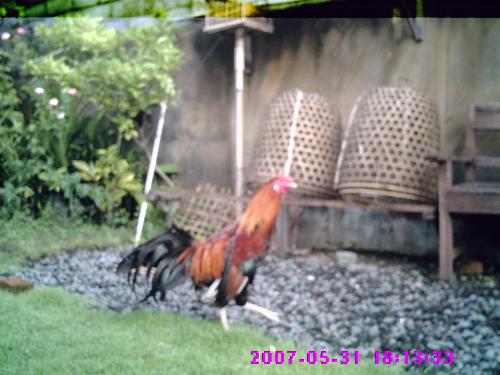 walking - my chicken walking.he follows another chicken whose looking for food