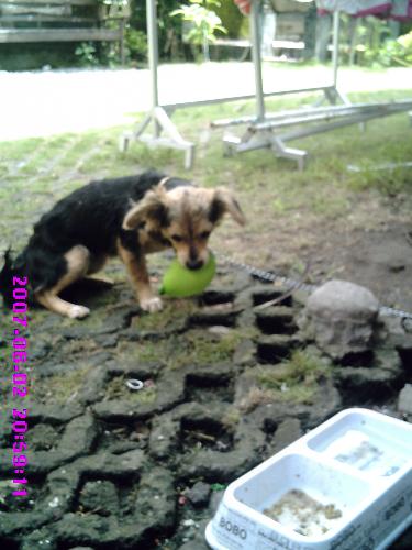 hungry - my dog geting upset cos all her food has been eaten by the chicken. she just bite the baloon to release her hungry.