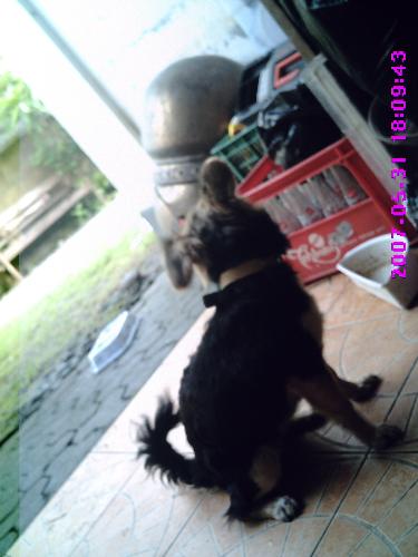look behind  - my dog looks behind. if the chicken come behind her sudenly.